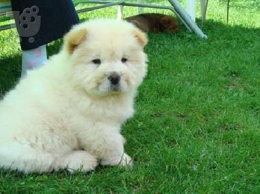 chow chow προς πώληση.